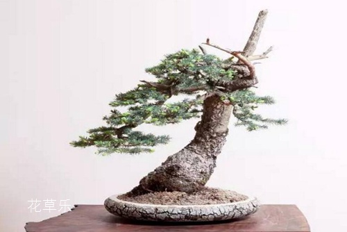 盆景四大贵族 崖柏,黄杨,小叶紫檀和红豆杉盆景介绍